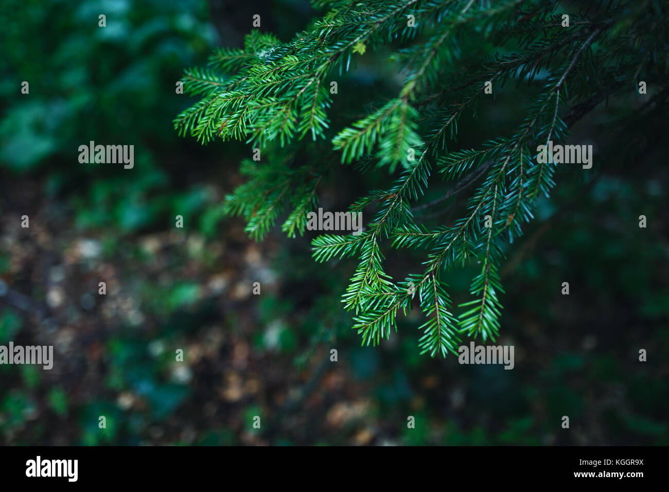 Nahaufnahme Foto von immergrünen Pflanze im Bergwald. Stockfoto