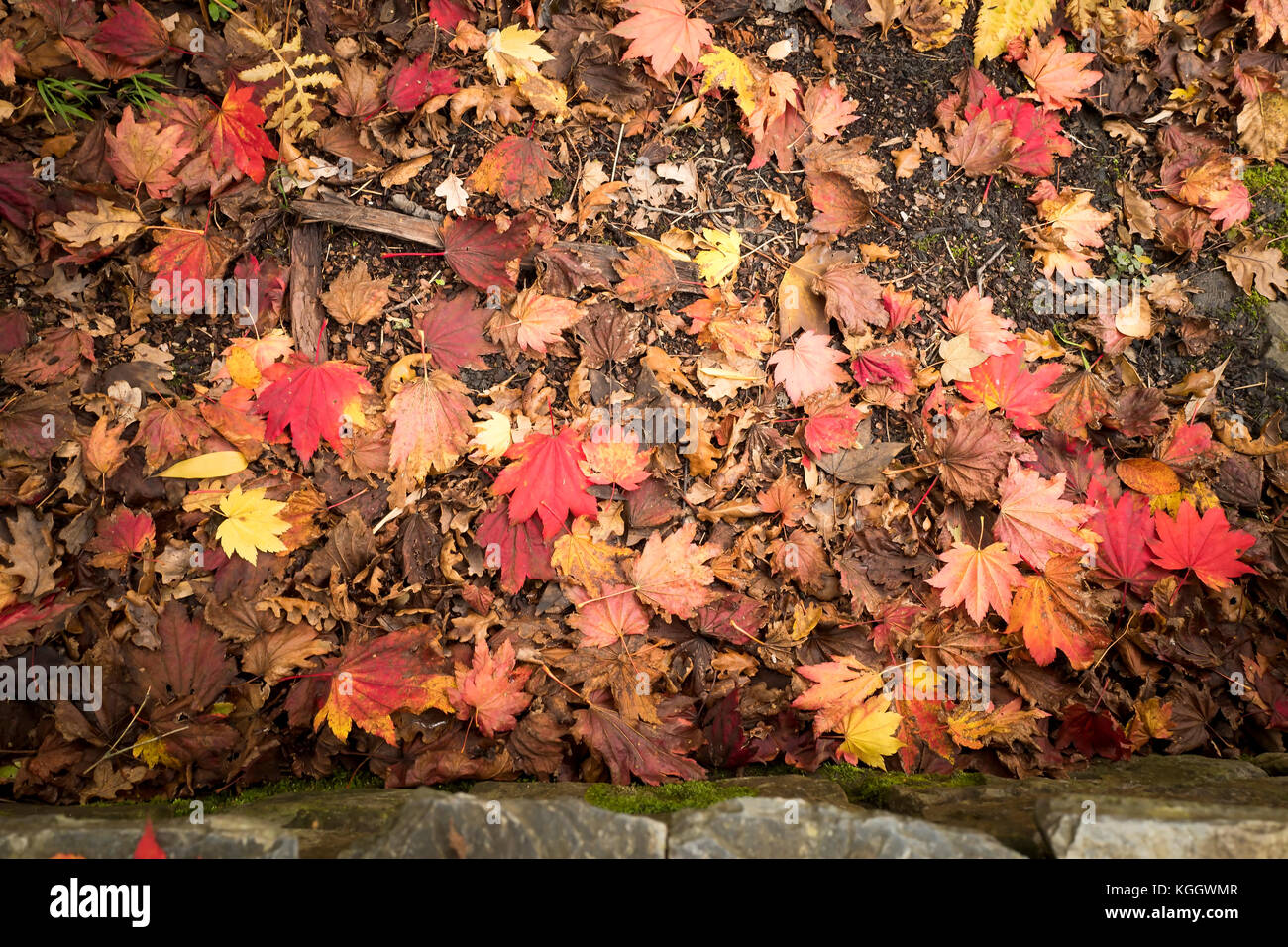 Laub von Acer japonicum Vitifolium in Devon Woodland Garden UK Stockfoto