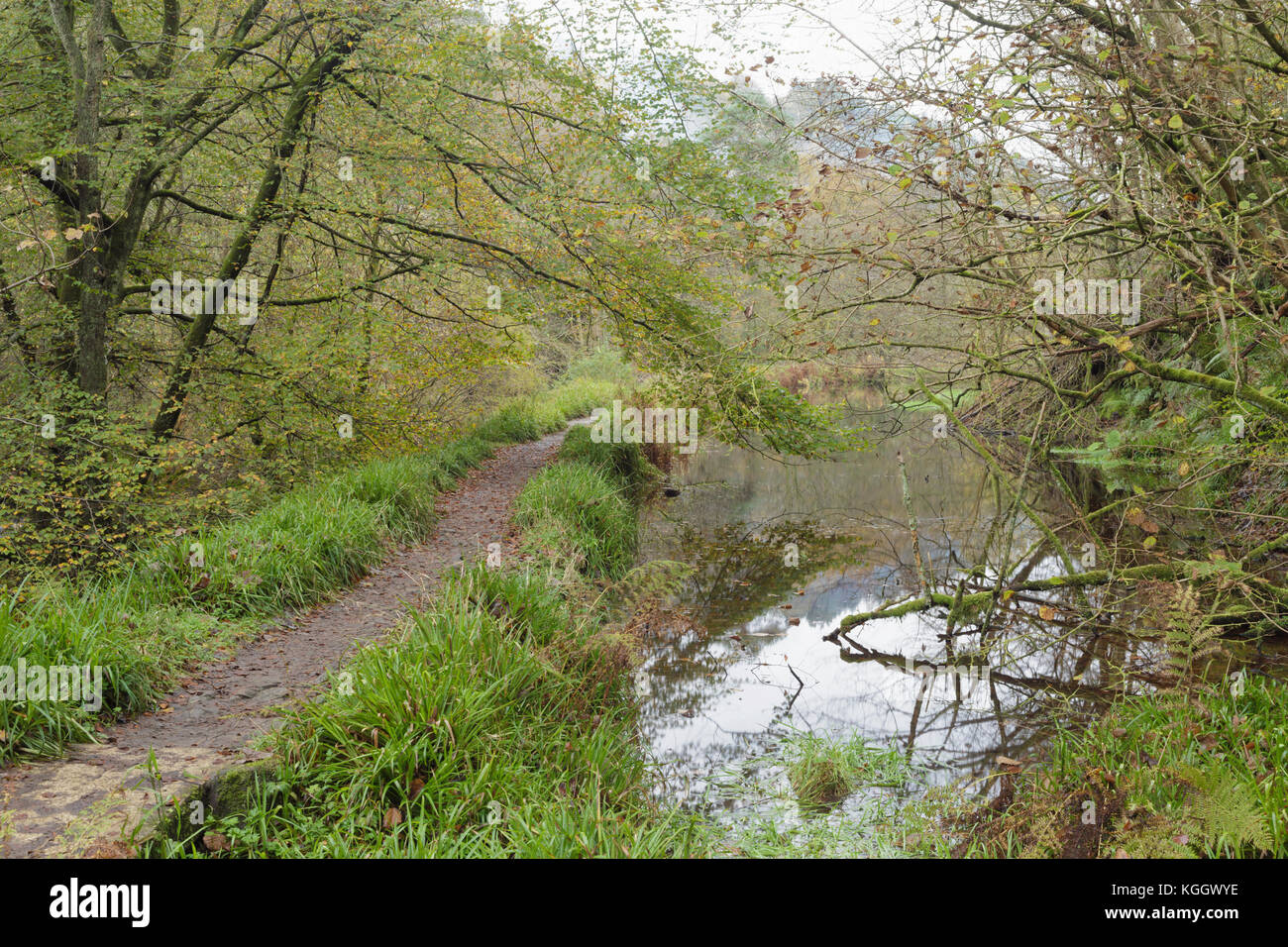 Der Fußweg von Hebden Wasser, Hardcastle Crags, Hebden Dale Heptonstall, West Yorkshire, England, Oktober Stockfoto