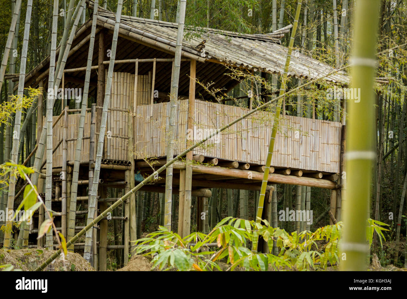 Ein Bambus Gebäude steht unter einem Bambus Hecke in China. Stockfoto
