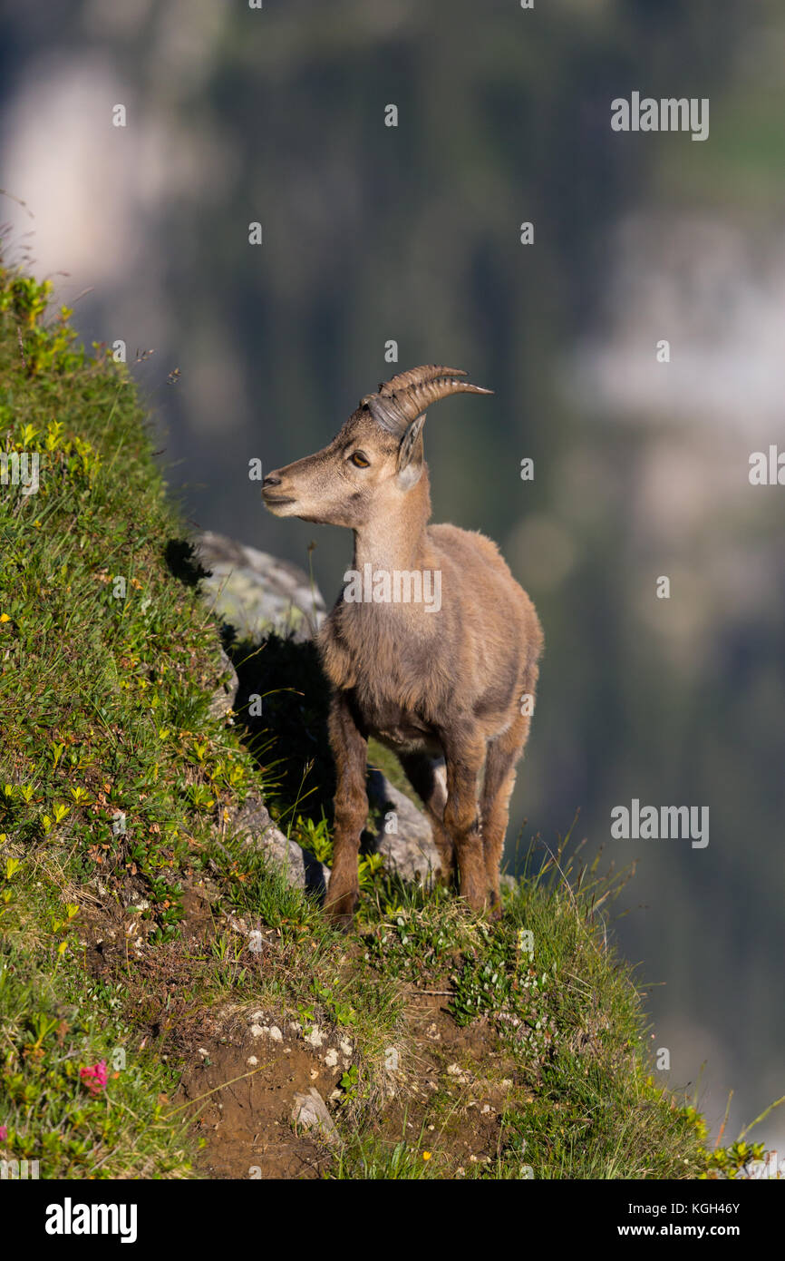 Alpine Capra ibex Steinbock stehend in steilen Wiese in der Sonne Stockfoto