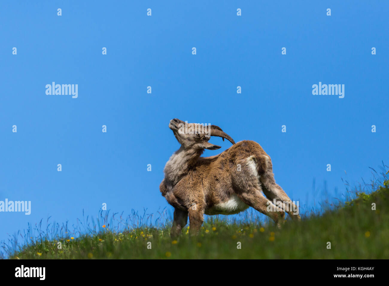 Natürliche weibliche alpine Capra ibex Steinbock Stretching nach dem Aufwachen blauer Himmel Stockfoto