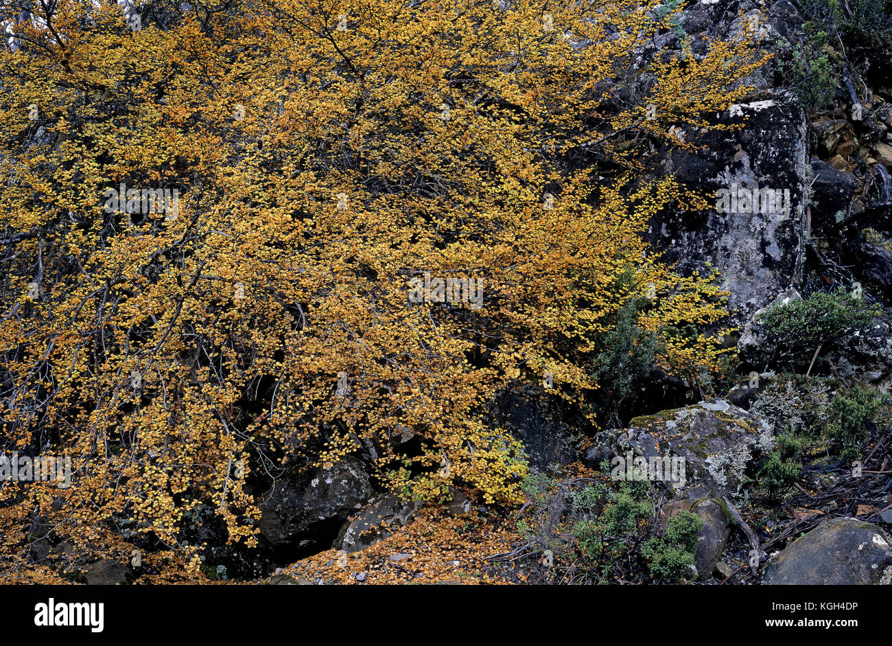 Fagus oder Laubbuche (Fuscospora gunnii) in Herbstfarbe. Mount Field National Park, Tasmanien, Australien Stockfoto