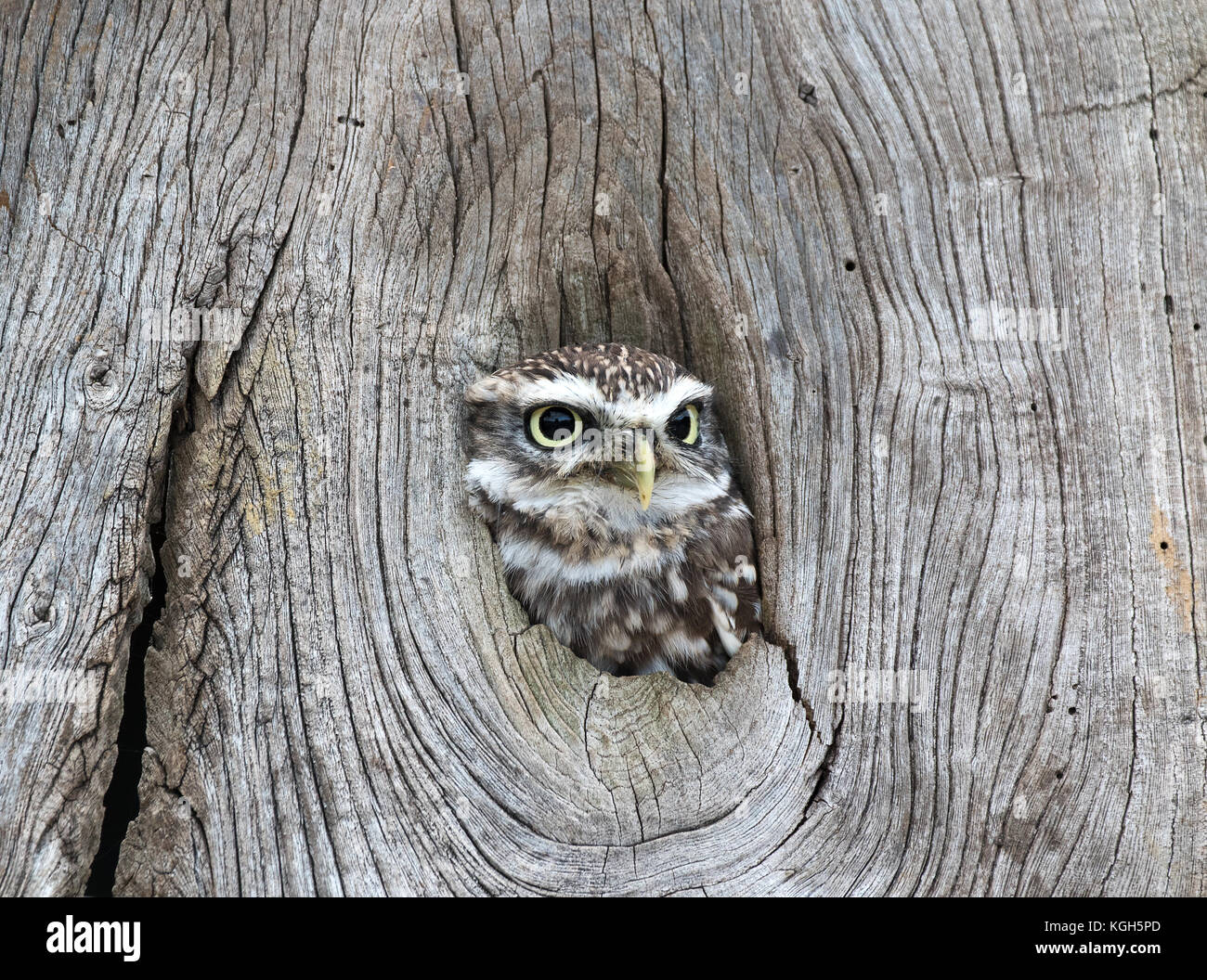 Steinkauz (Athene noctua) im Loch intree Stockfoto