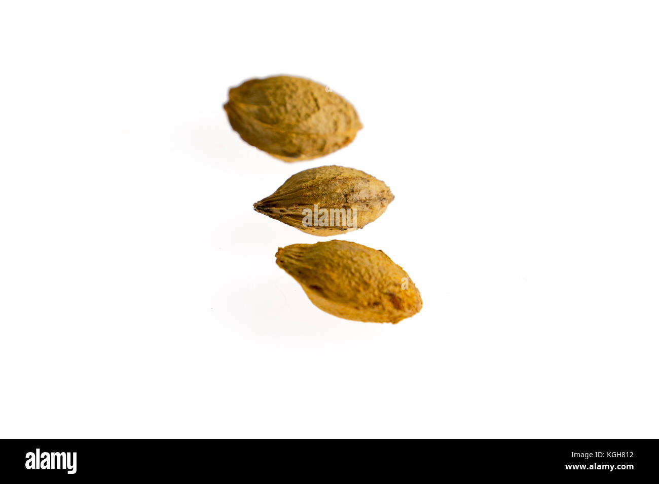 Aprikose Samen in Schalen auf Weiß. Krebs Heilung Vitamin B17, gesunden  Antioxidantien natürliche Nahrung Stockfotografie - Alamy