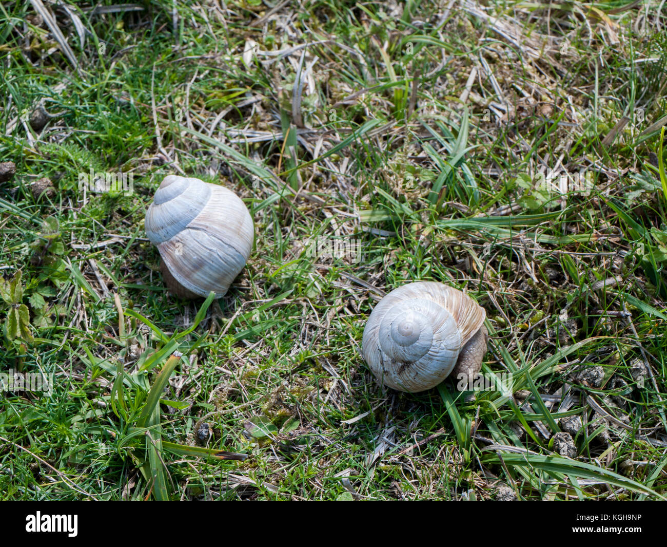 Roman Schnecke (Helix pomatia) zu Großbritannien durch die Römer, eine geschützte Art in Grossbritannien eingeführt, die auch als Weinbergschnecken oder Escargot bekannt Stockfoto