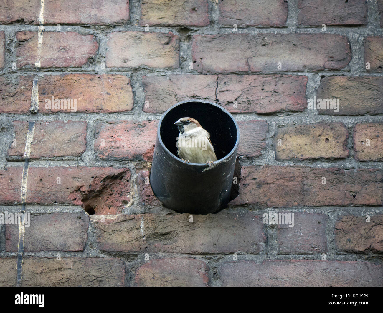 Haussperling in einem Heizung vent, Rückgang der Zahlen in den letzten Jahren und der Naturschützer Stockfoto