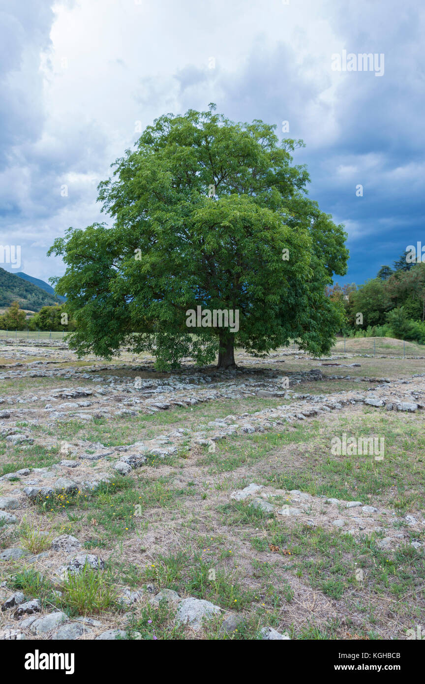 Hohen Baum auf etruskischen Ruinen Feld isoliert Stockfoto