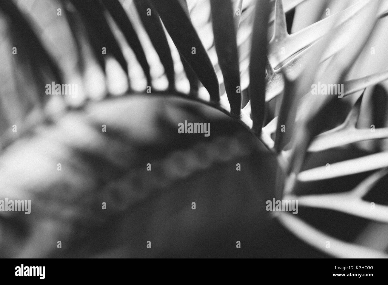 In der Nähe von Palm treibt in Nymphenburg Botanischer Garten München, Bayern, Deutschland. Stockfoto