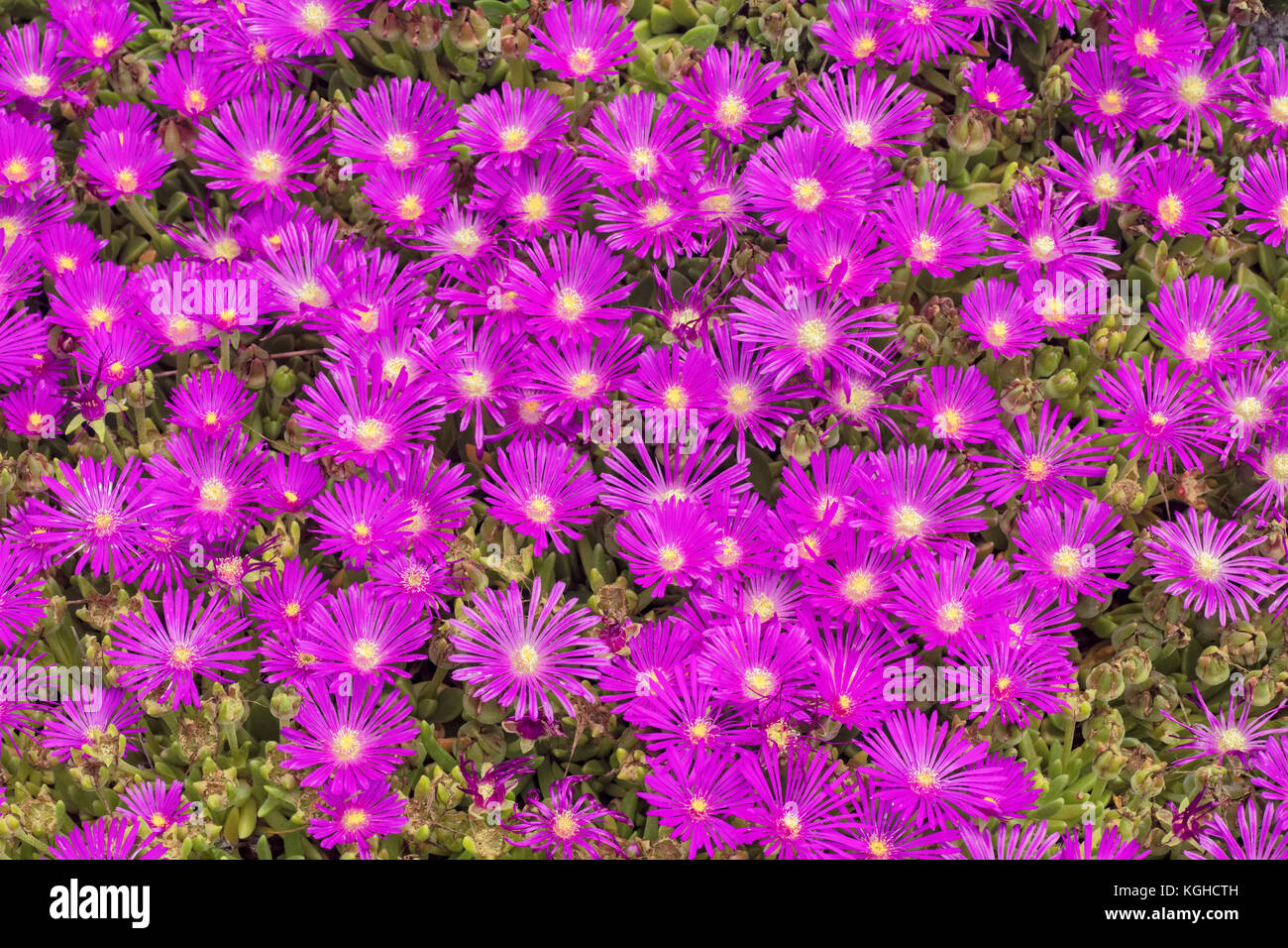 Blühende Succlent, auch Stein Pflanzen & Eis Pflanzen - Delosperma sp. Stockfoto