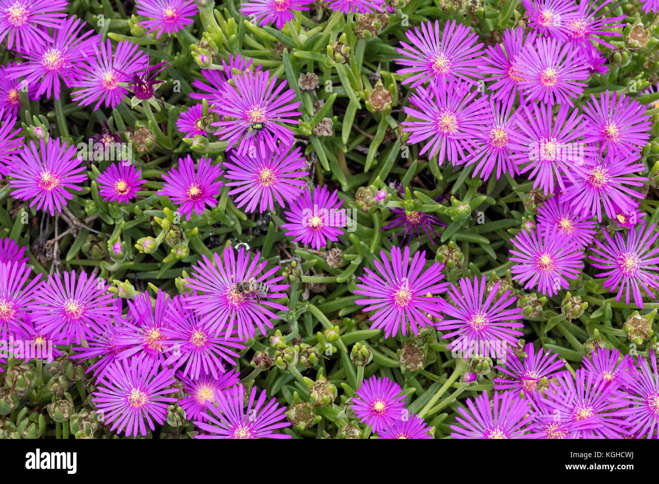 Blühende saftige, auch Stein Pflanzen & Eis Pflanzen - Delosperma sp. Stockfoto