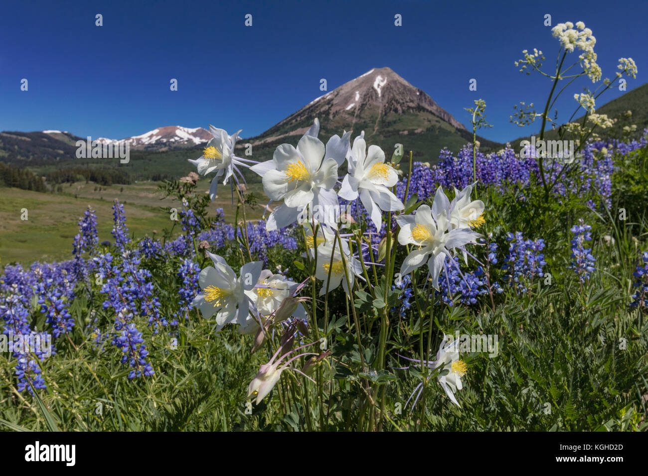 Wildflower Meadow - Lila Lupin & Columbine Crested Butte, CO Stockfoto