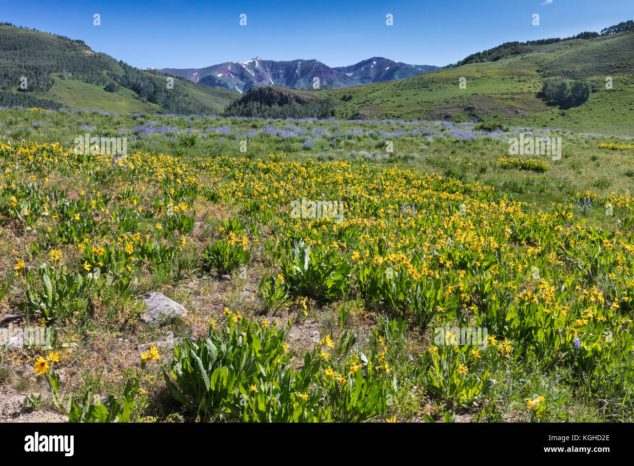 Wildflower Meadow - Lupin & das Maultier Ohren (in der Nähe von Crested Butte, CO) Stockfoto