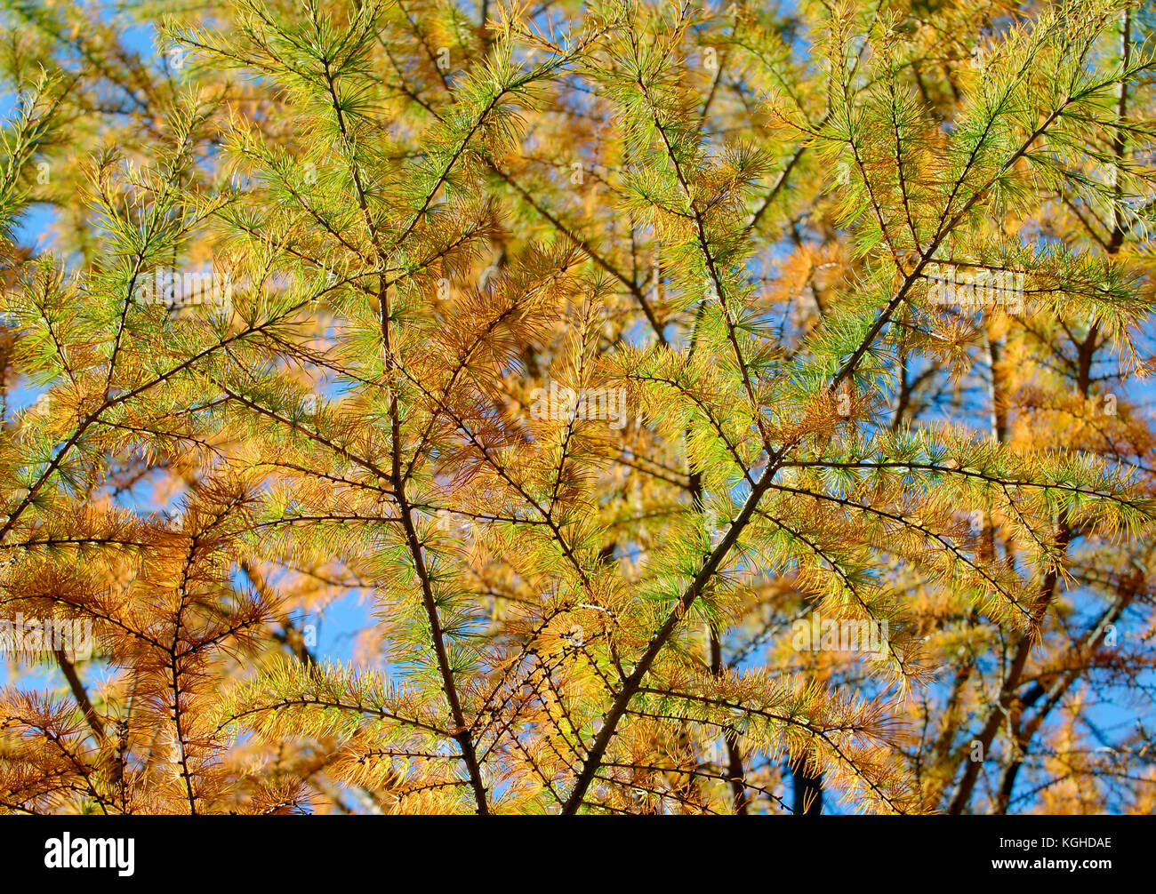 Goldene lärchen Nadeln Farbe ändern im Herbst, eine ganz einzigartige Herbstlaub Hintergrund. Stockfoto
