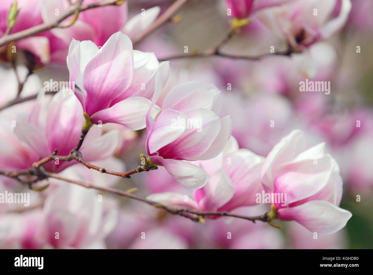 Magnolia Blumen, Ast detail Stockfoto