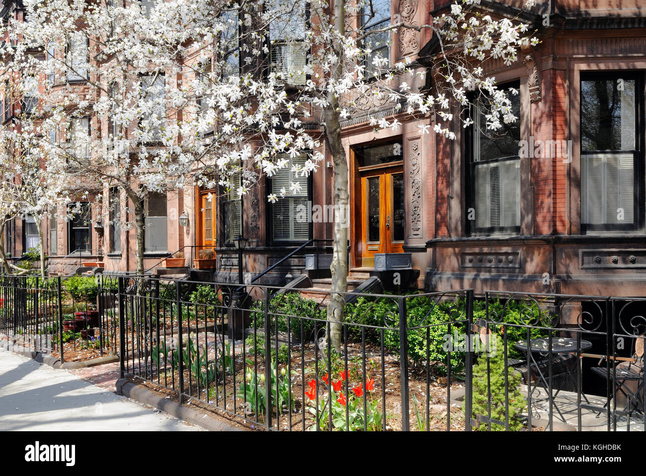 Back Bay, Boston. viktorianischen brownstone Apartments und White Star Magnolienbäume blühen im Frühjahr. Stockfoto
