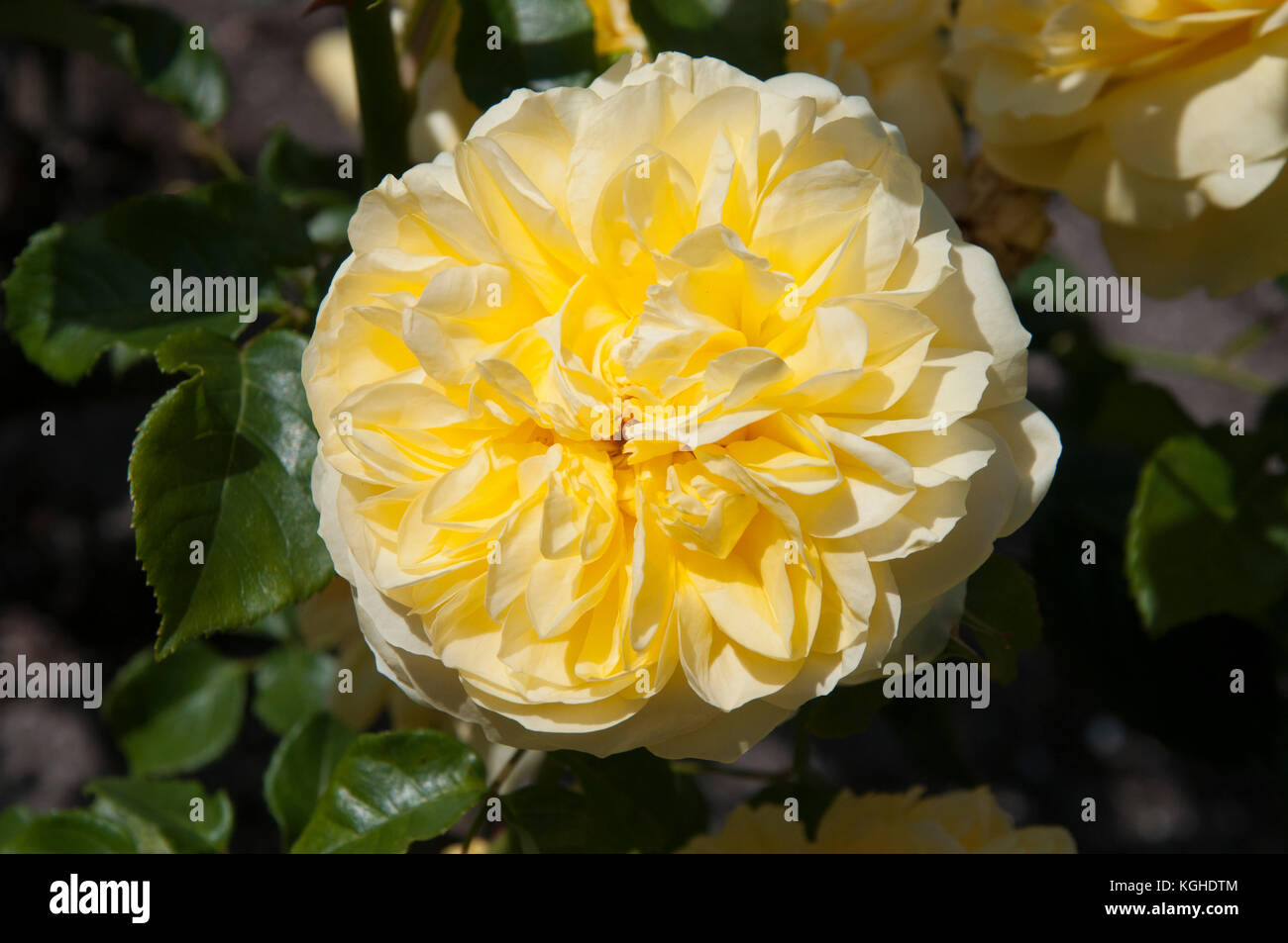Rosa 'Happy Child' eine gelbe Rose von David Austin in den St. Kilda Botanic Gardens, Melbourne Stockfoto