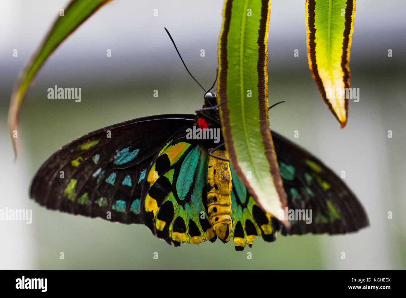 Ein Schmetterling Nahaufnahme, grünen Hintergrund. Stockfoto