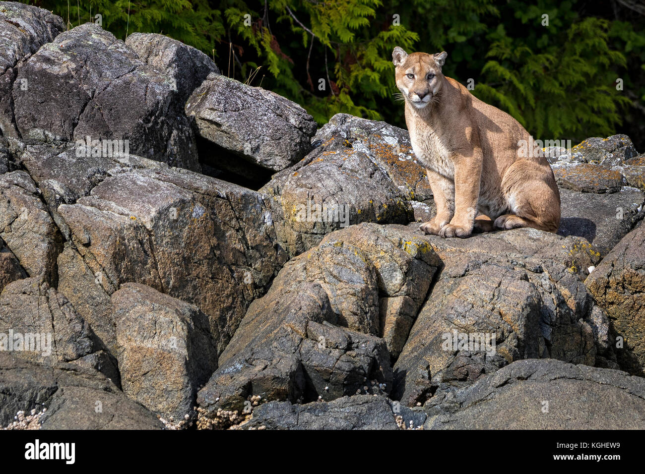 Cougar sitzen auf gilford Island in der broughton Archipel Provincial Marine Park, Vancouver Island, British Columbia, Kanada Stockfoto