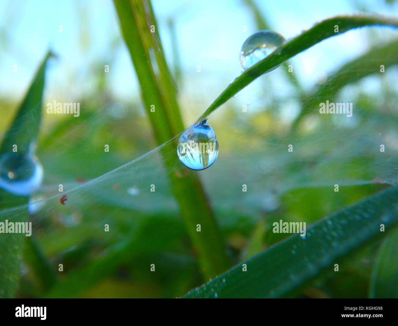 Morgentau und Sonnenlicht Stockfoto