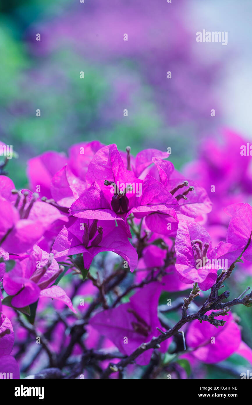 Rosa Blumen in sanften Stil für Hintergrund Stockfoto