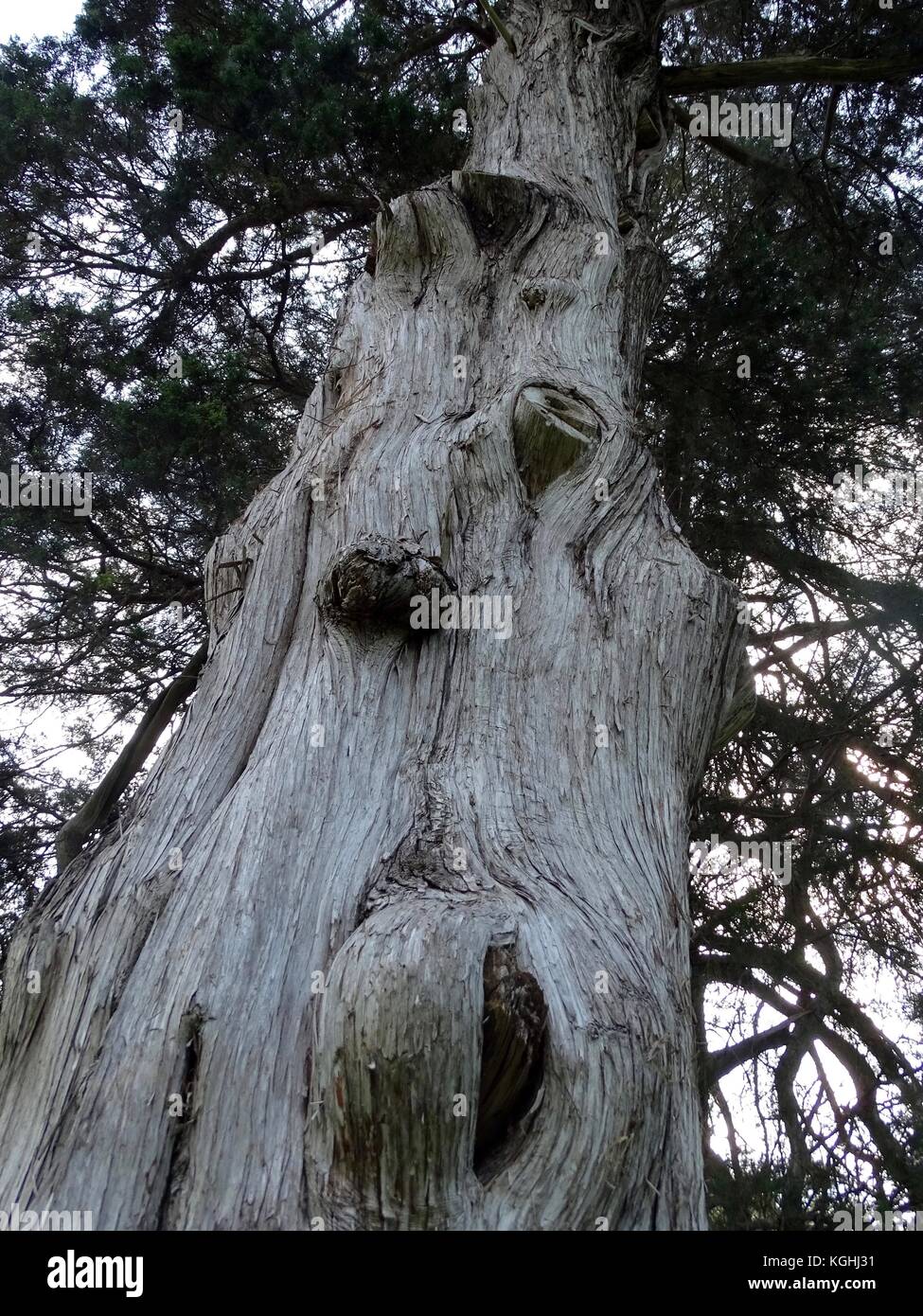 Interessante Knoten und Maserknollen in der Nähe zu sehen, der ein sehr alter Baum in einem Friedhof Stockfoto