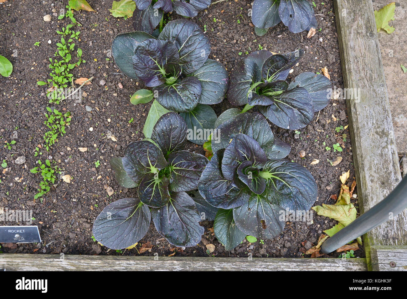 Pak choi cabbage Fotos und Bildmaterial in hoher Auflösung Alamy