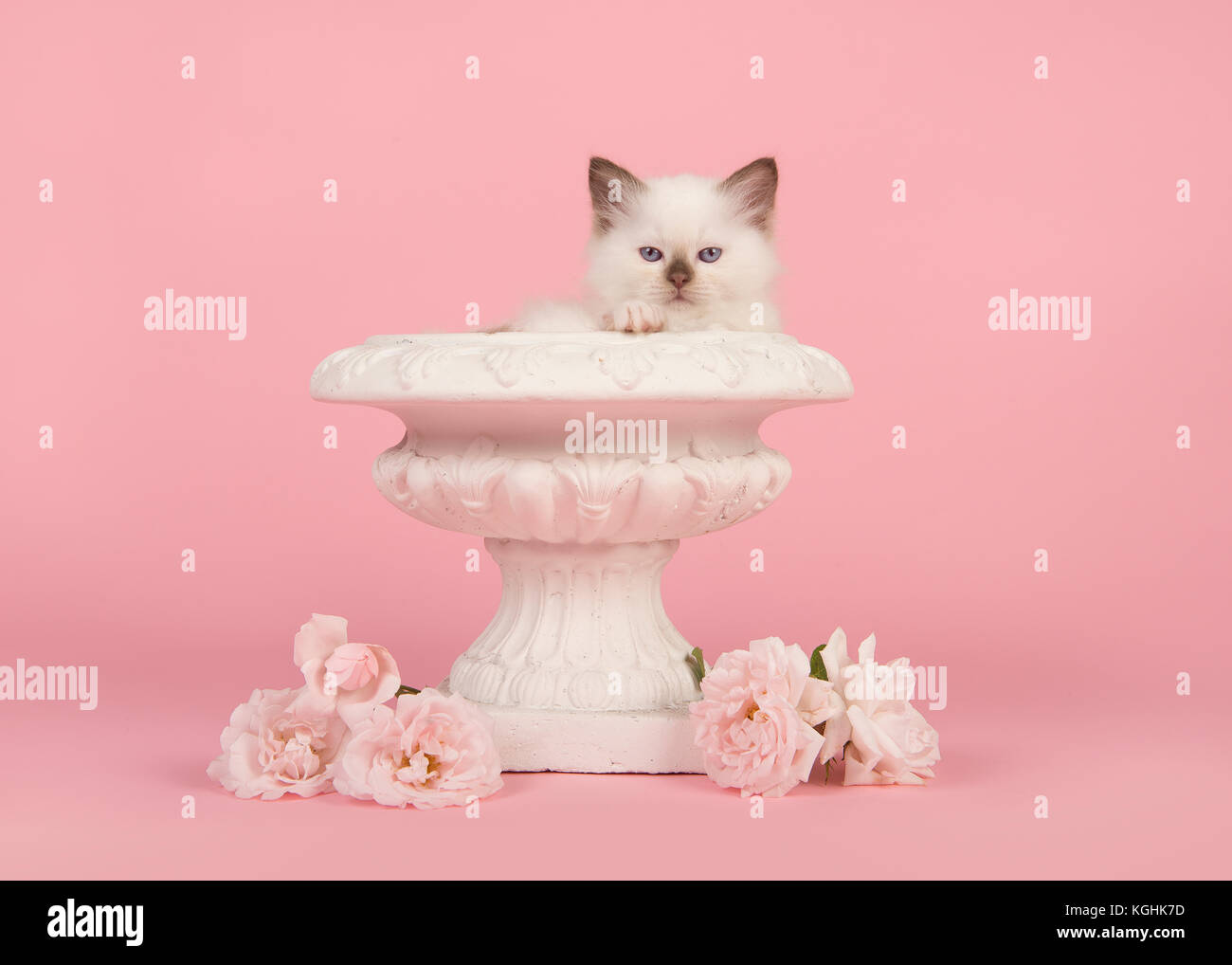 Süße 6 Wochen Alte Rag Doll Baby Katze Mit Blauen Augen In