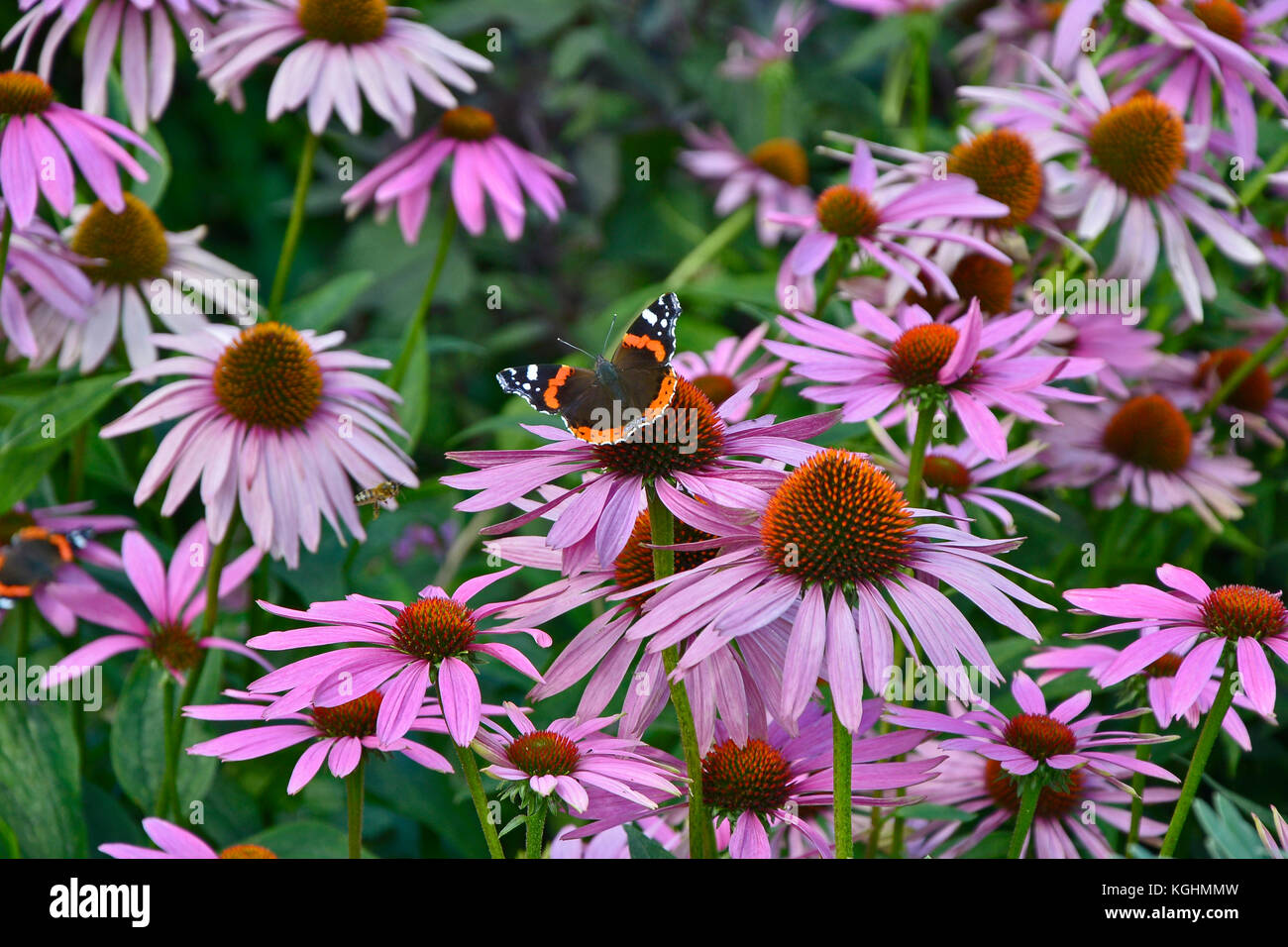 Die schöne rote Admiral Schmetterling auf Echinacea purpurea in einem Cottage Garten ausruhen Stockfoto