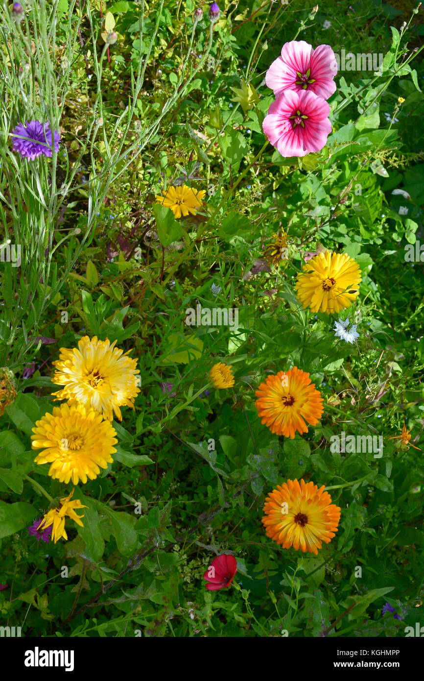 Eine bunte Blumenwiese mit gemischten Bepflanzung einschließlich Calendula officinalis, Ringelblumen und lavatera Stockfoto