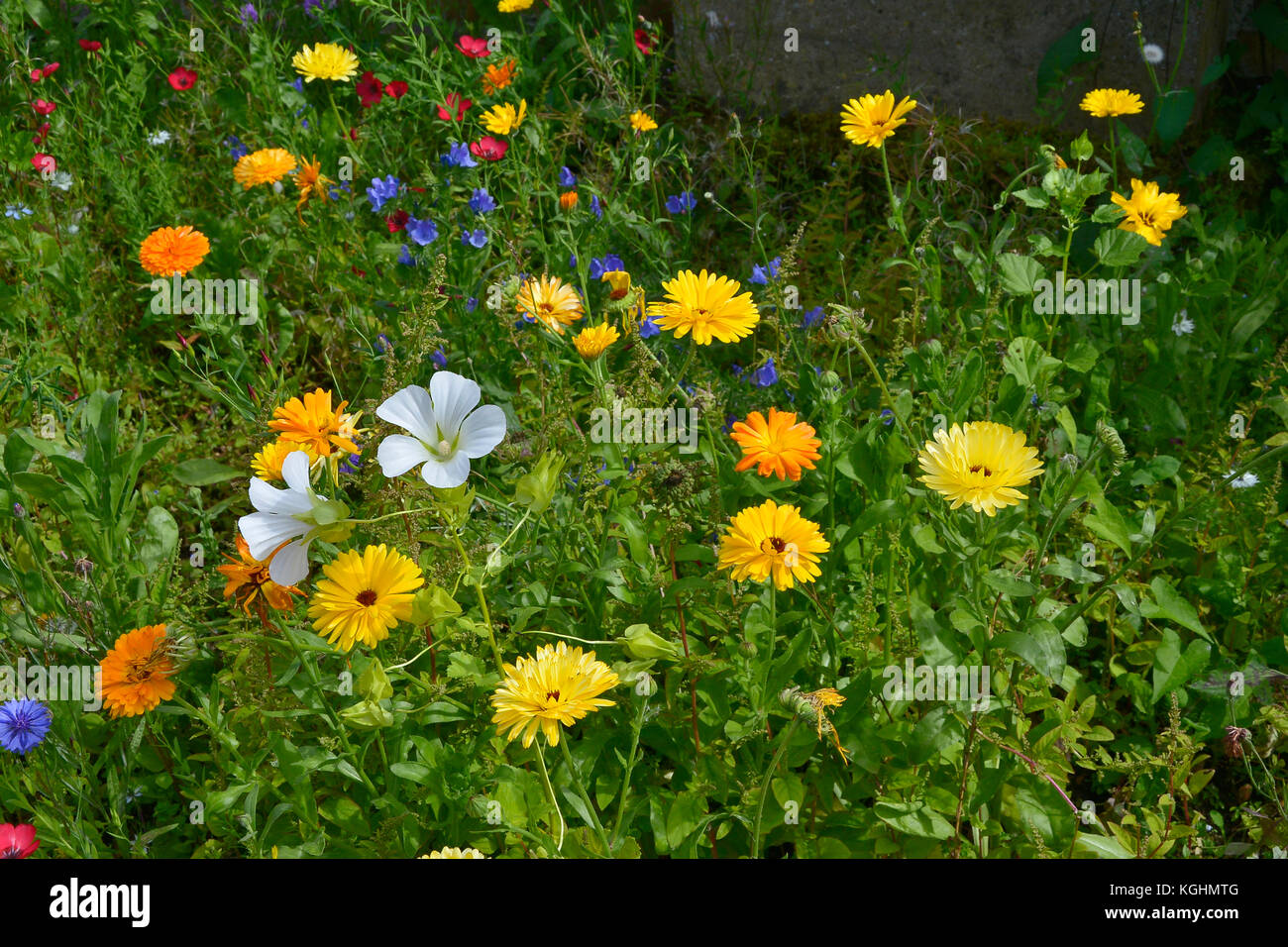 Eine bunte Blumenwiese mit gemischten Bepflanzung einschließlich Calendula officinalis, Ringelblumen und lavatera Stockfoto