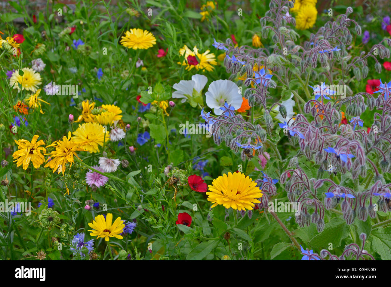 Eine bunte Blumenwiese mit gemischten Bepflanzung einschließlich Calendula officinalis, Borretsch, Ringelblumen und lavatera Stockfoto