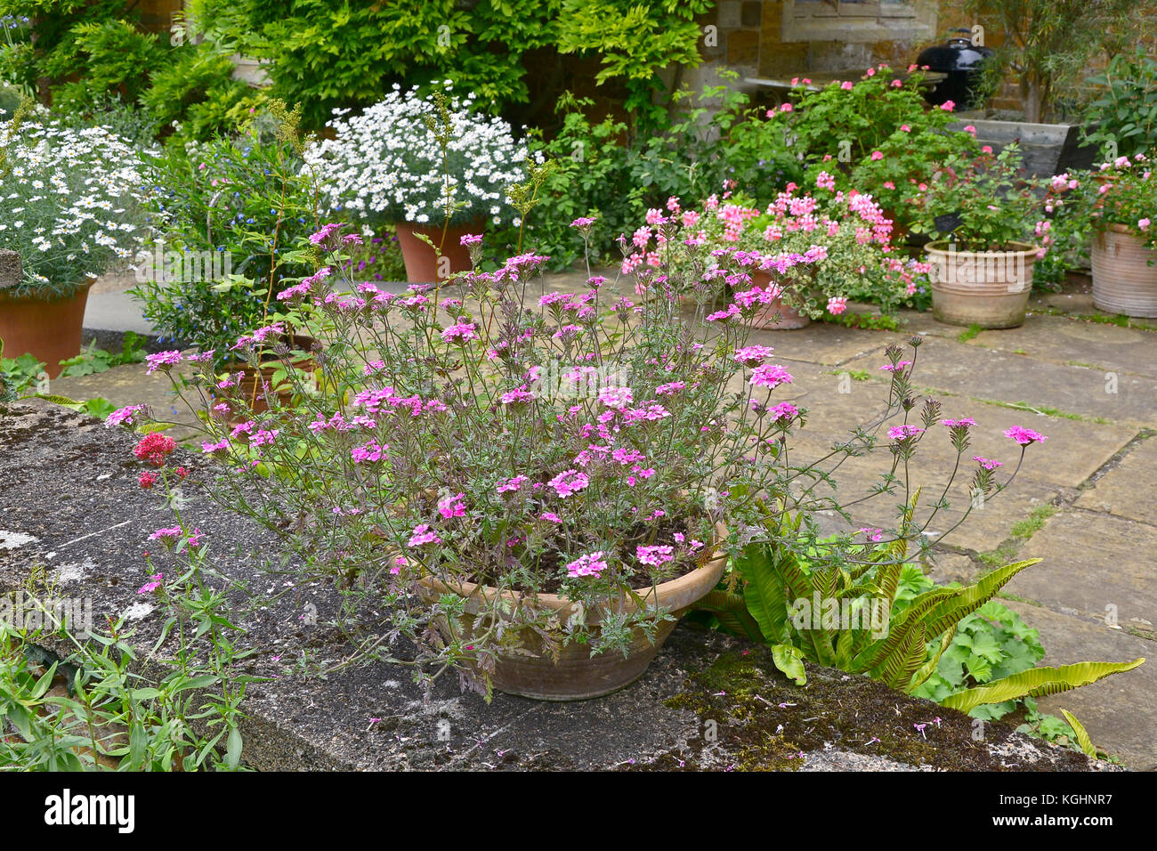 Garten Container mit blühenden Eisenkraut sissinghurst Pink' auf einer Gartenterrasse Stockfoto