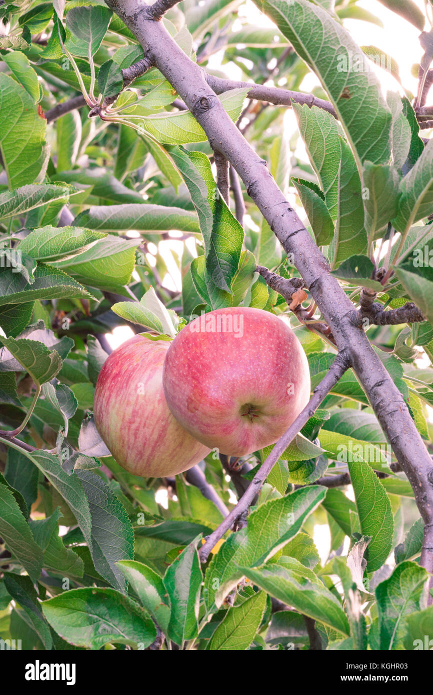 Nahaufnahme der organischen Red Delicious Erbstück äpfel auf den Bäumen auf einem Apfelbaum mit Sonne durch grüne Blätter im Sommer natürlich frische gesunde Ernährung Stockfoto