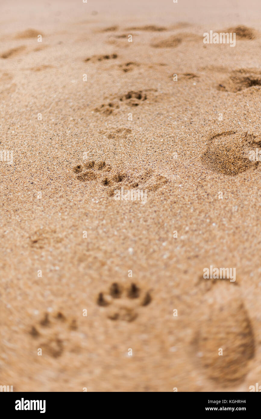 Hund druckt Links im Sand an der berühmten Bells Beach, in Torquay, Victoria Stockfoto