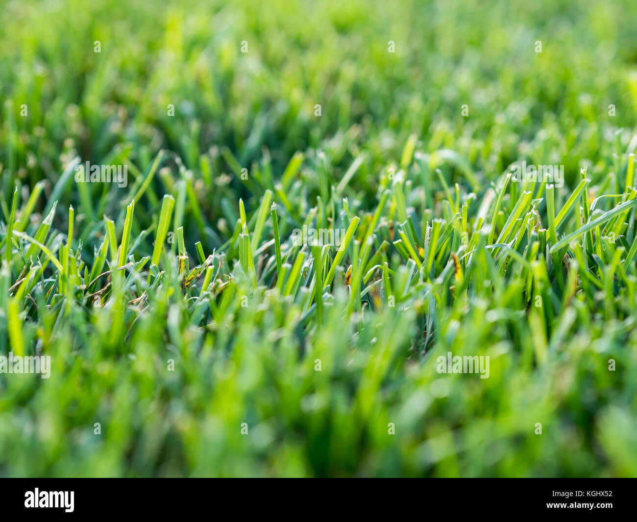 Grüne Gras nahe an einem sonnigen Tag Stockfoto