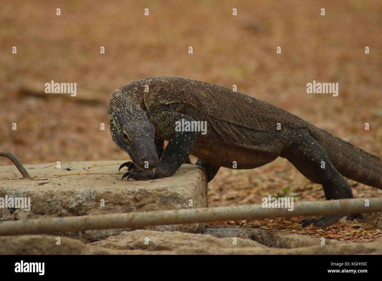 Indonesien, Nusa Tenggara Timur, Insel Komodo, Komodo National Park als Weltkulturerbe von der unesco, junge Komodo Waran (Varanus komodoensis) 3 Jahre alt aufgeführt Stockfoto