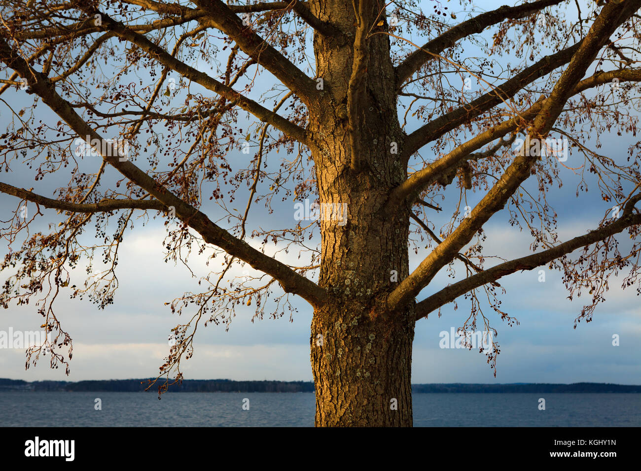 Grey Alder Alnus Incana im Winter Stockfoto