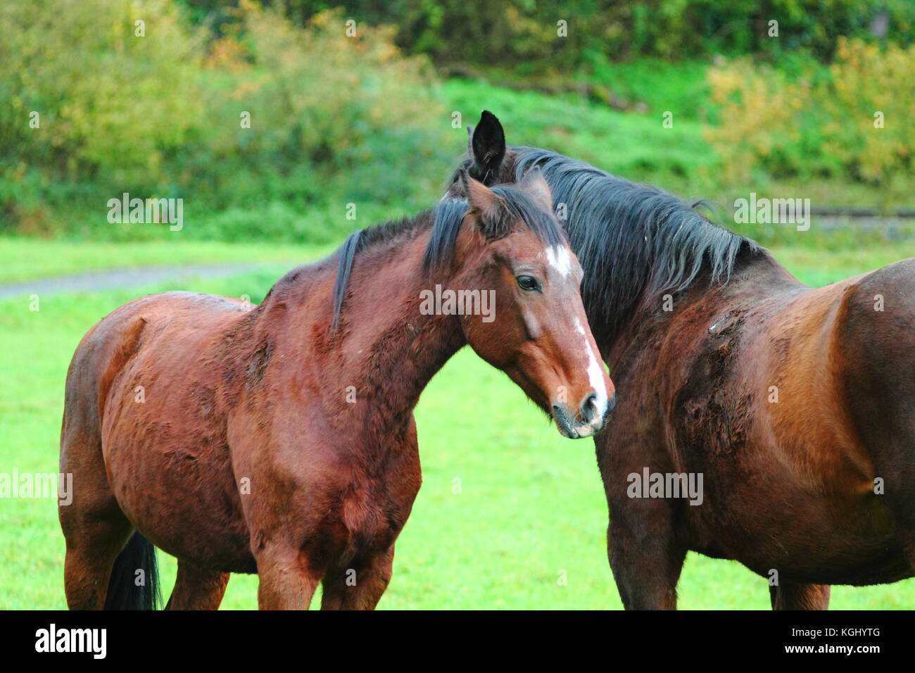 pferd-umarmen-fotos-und-bildmaterial-in-hoher-aufl-sung-alamy