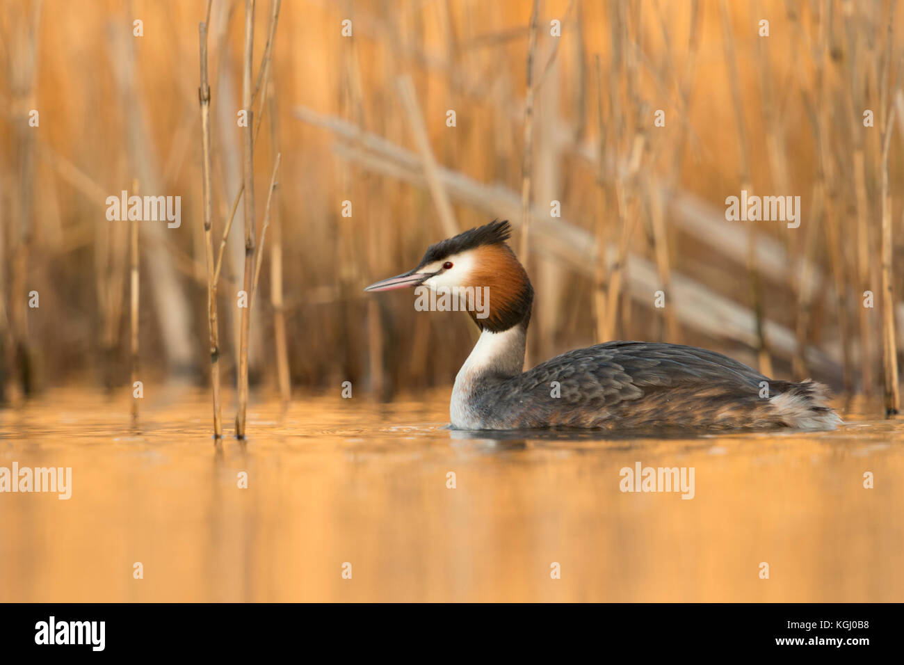 Haubentaucher/Haubentaucher (Podiceps cristatus) Schwimmen vor Schilf, im letzten Tageslicht spiegelt von der Rückseite auf ruhigem Wasser, warmes Orange Stockfoto
