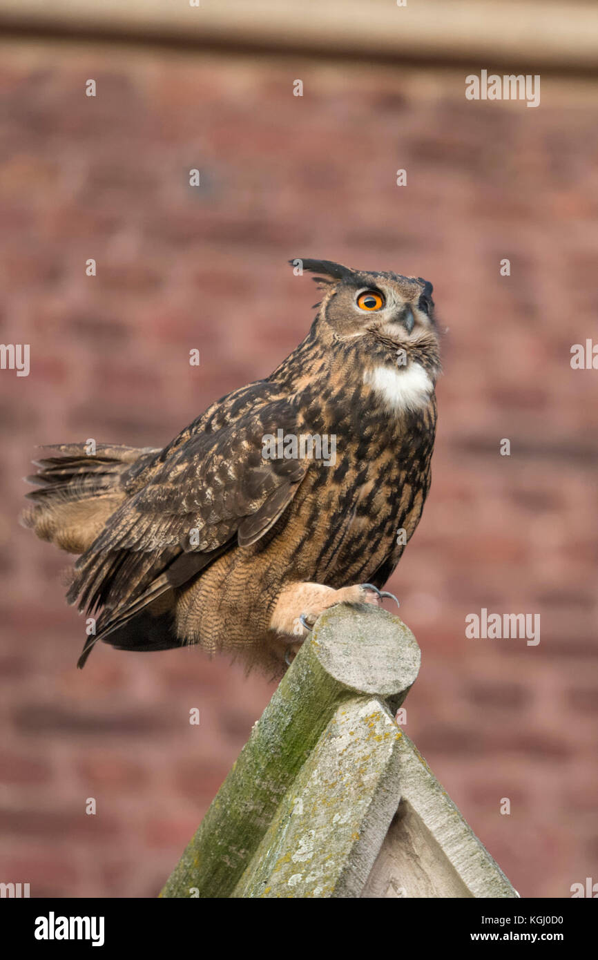 Eurasischer Adler-Eule/Uhu ( Bubo bubo ) Erwachsener Mann, oben auf einem Kirchengiebel, urbanes Umfeld, Höfling, Seitenansicht, Tierwelt, Europa. Stockfoto