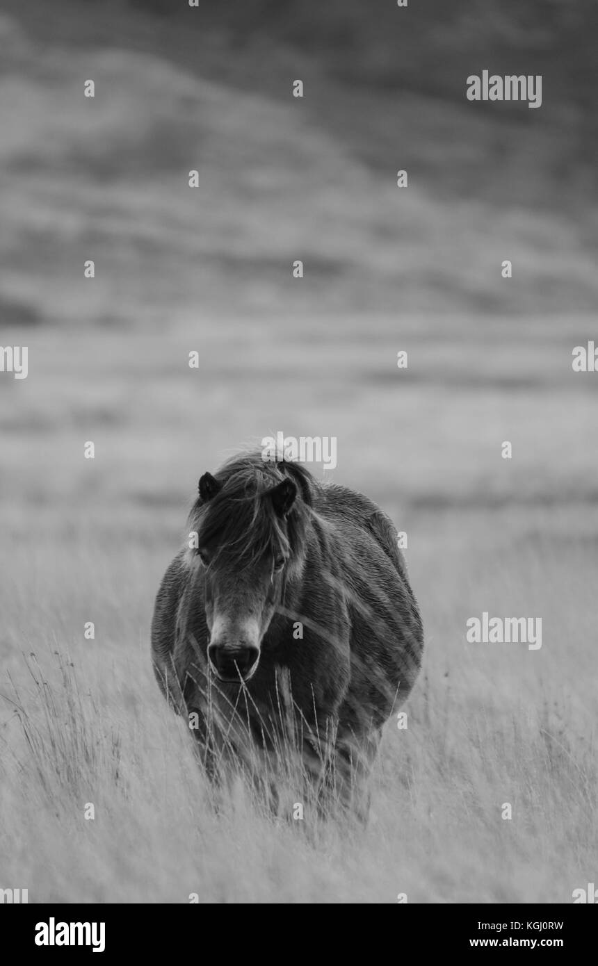 Isolierte Exmoor pony auf Moorland Stockfoto