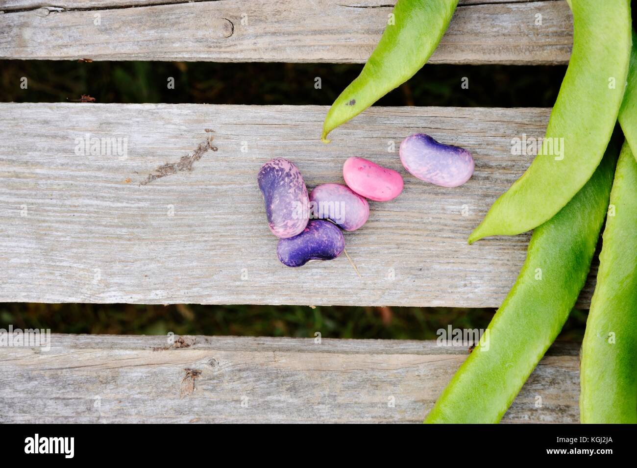 Phaseolus coccineus, Hülsen Prunkbohne Enorma'' und Samen, Wales, Großbritannien Stockfoto