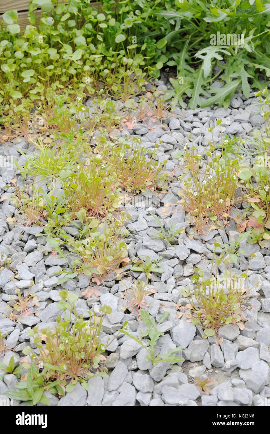 Selbst gesätes Winter Portulak, Montia perfoliata, Wales, Großbritannien Stockfoto