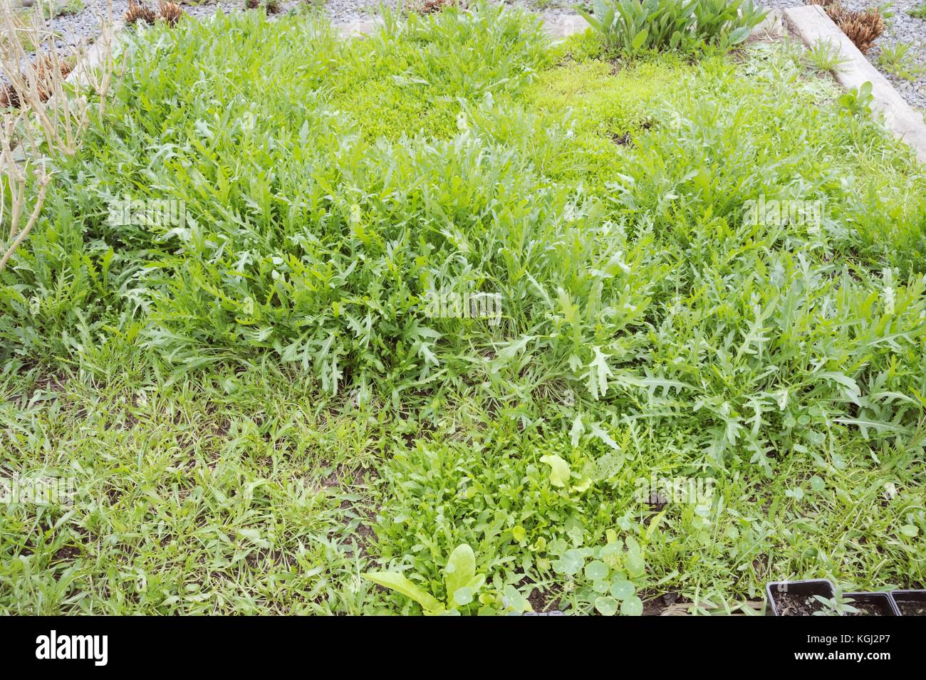Ein Bett der rotationssymmetrische 7/8 Wilde Rucola, Eruca sativa in einem polytunnel im Frühjahr, Wales, UK. Stockfoto