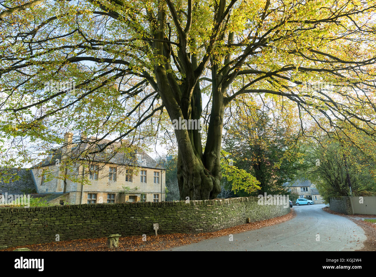 Naunton Haus und Herbst Buche. Naunton. Cotswolds, Gloucestershire, England Stockfoto