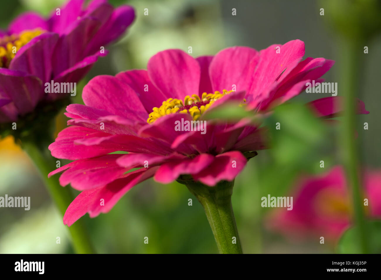 Nahaufnahme von rosa Zinnia auf ein Blumenbeet im Garten Stockfoto