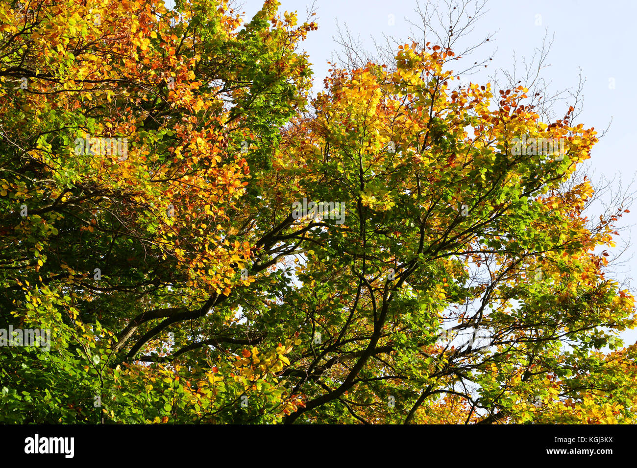 Der Herbst in England Stockfoto