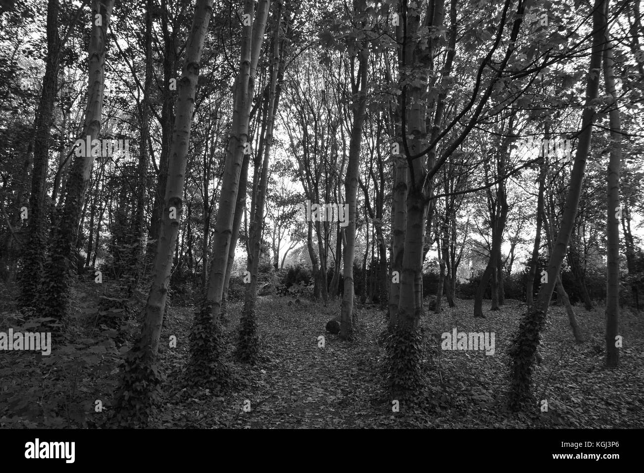 Der Herbst in England Stockfoto