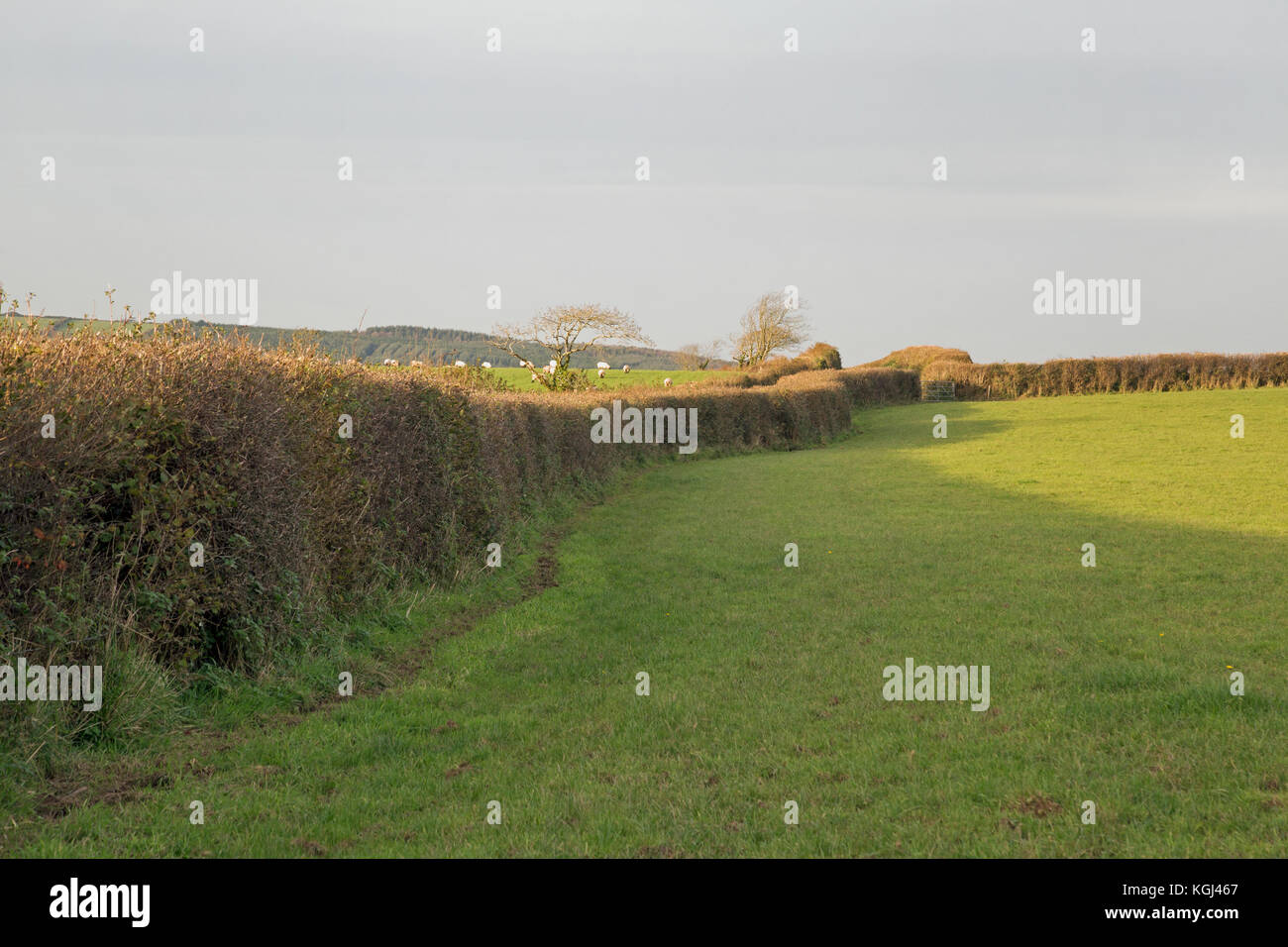 Schöne cornish Ackerland Landschaft Stockfoto